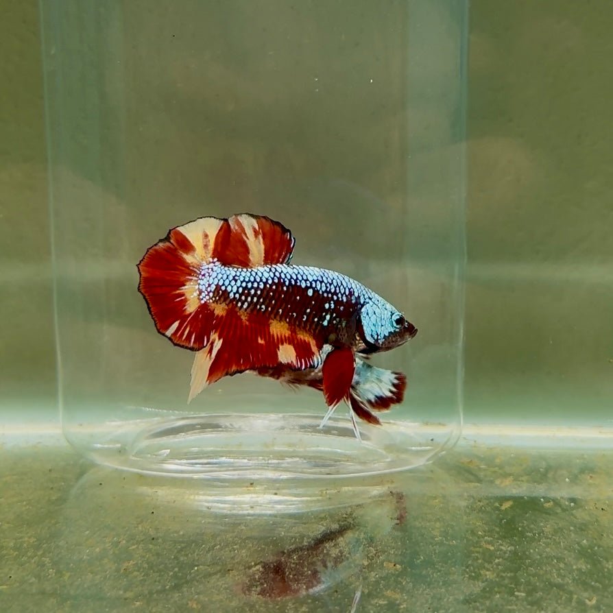 Plakat Nemo Samurai Male Betta D24