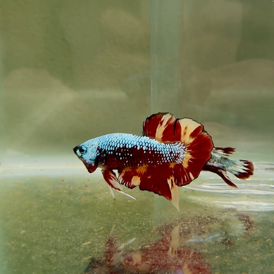 Plakat Nemo Samurai Male Betta D24