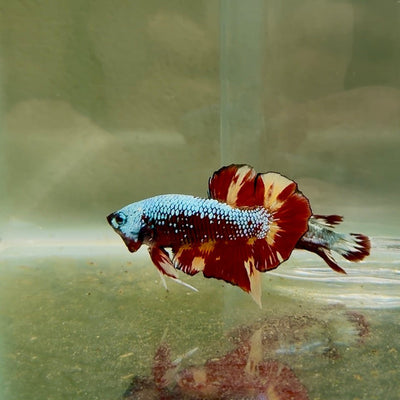 Plakat Nemo Samurai Male Betta D24