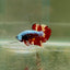 Plakat Nemo Samurai Male Betta D24
