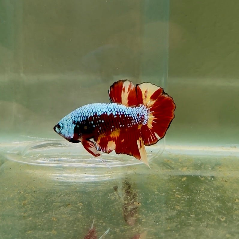 Plakat Nemo Samurai Male Betta D24