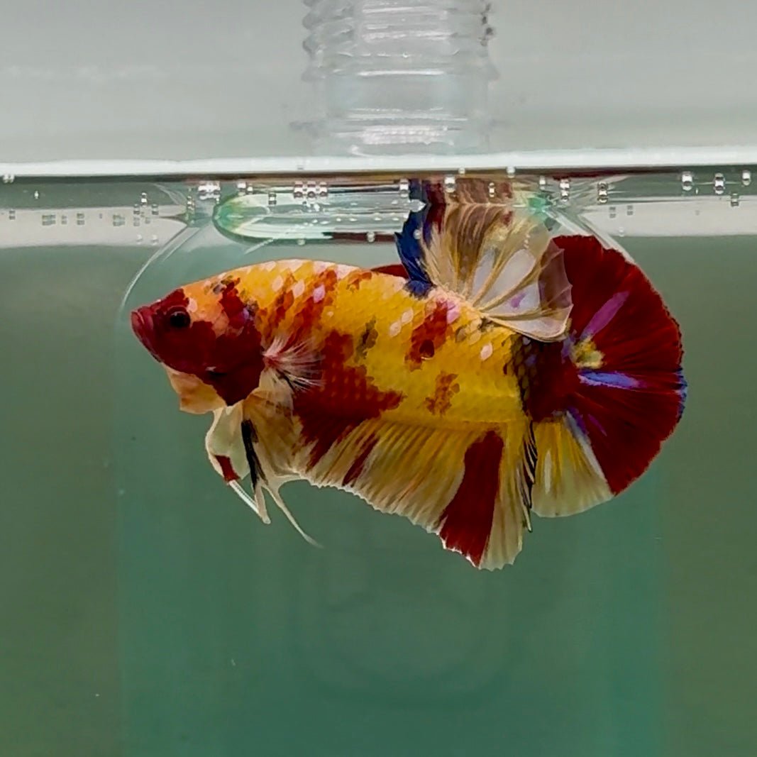 Plakat Nemo Yellow Multicolor Male Betta Giant #A203