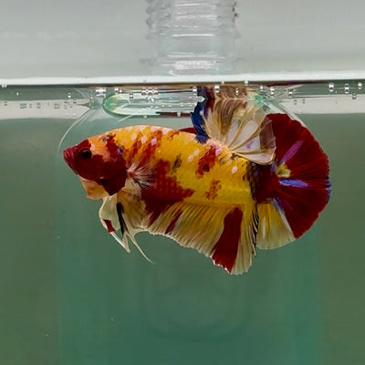 Plakat Nemo Yellow Multicolor Male Betta Giant A203