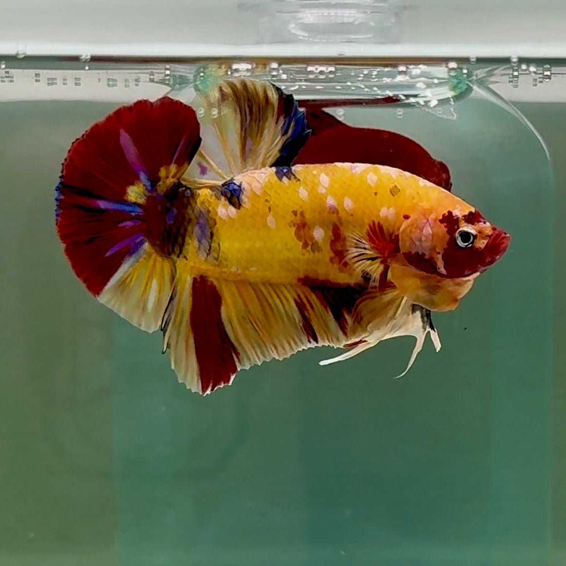 Plakat Nemo Yellow Multicolor Male Betta Giant #A203