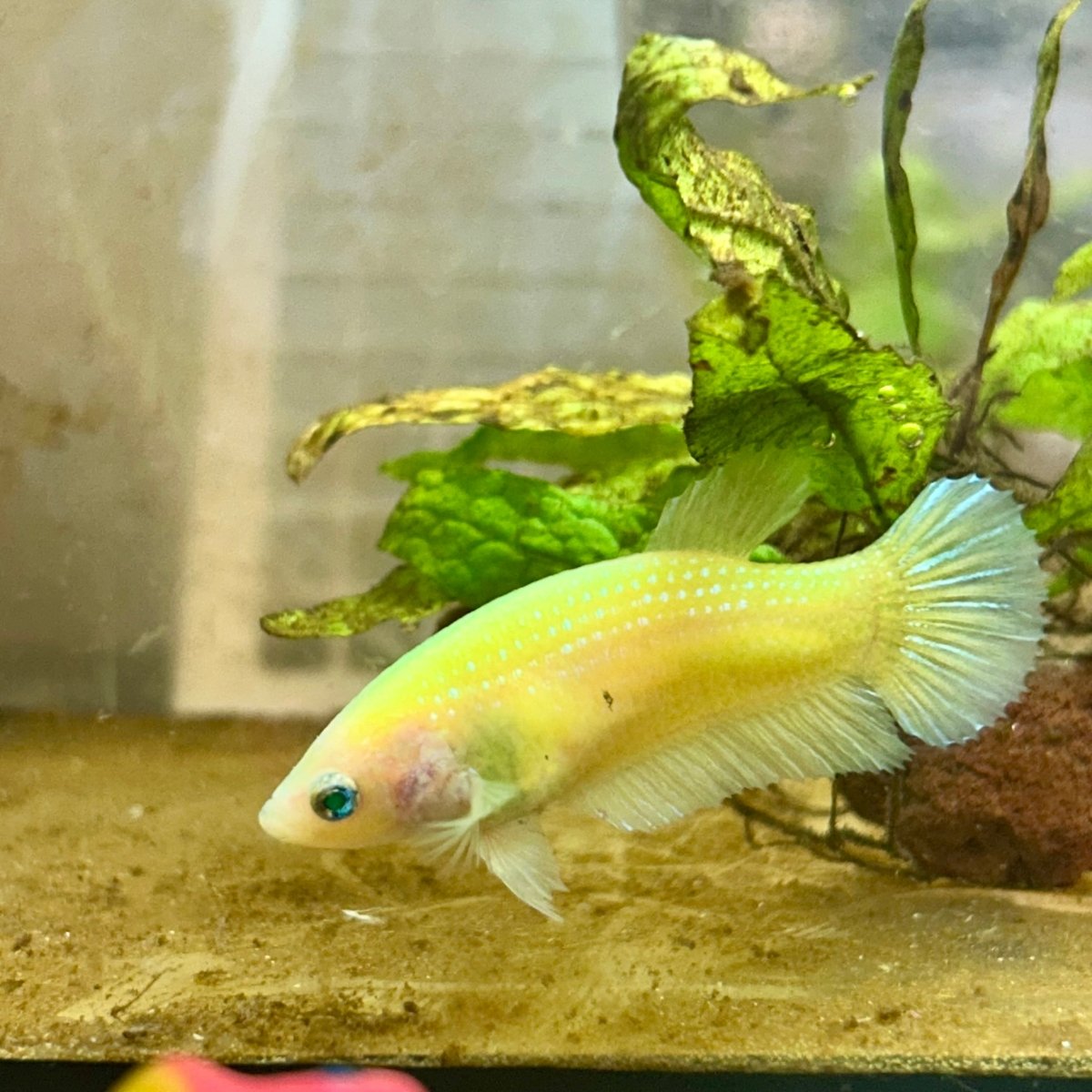 Plakat Neon Green Female Betta
