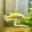Plakat Neon Green Female Betta Female betta