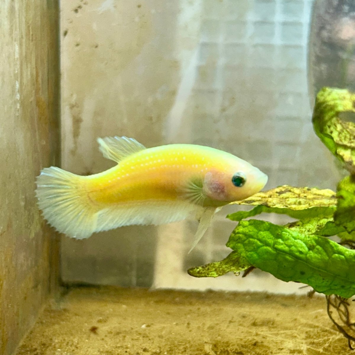 Plakat Neon Green Female Betta