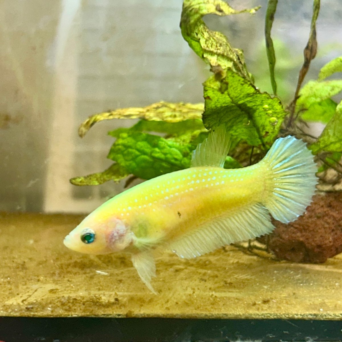 Plakat Neon Green Female Betta