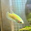 Plakat Neon Green Female Betta Female betta