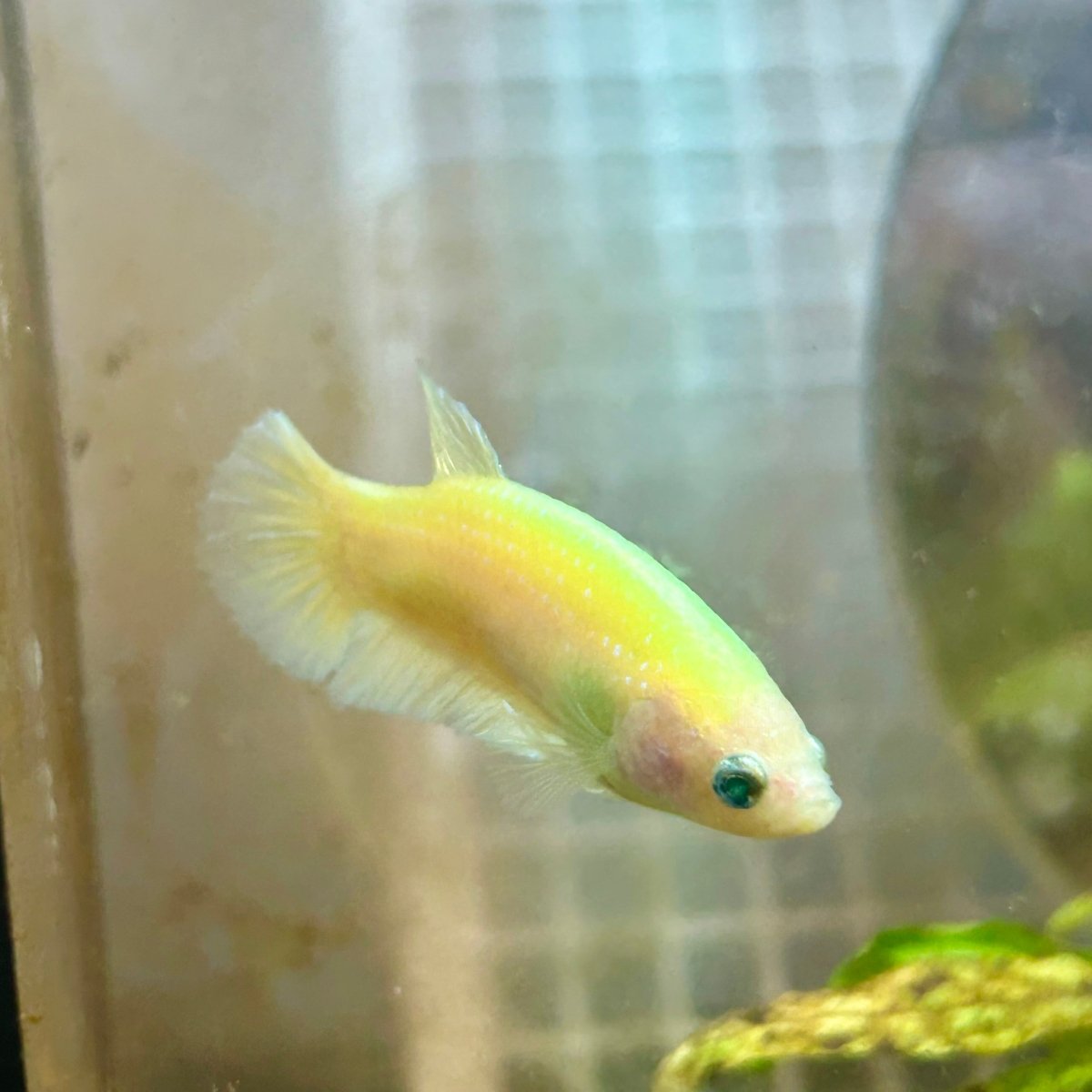 Plakat Neon Green Female Betta