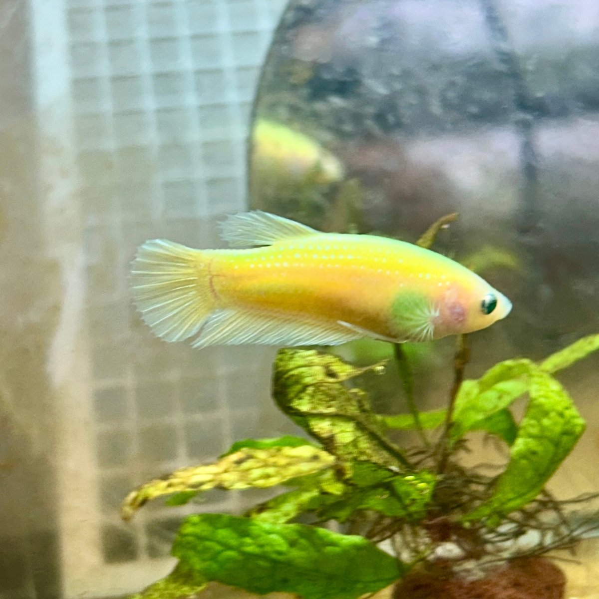 Plakat Neon Green Female Betta