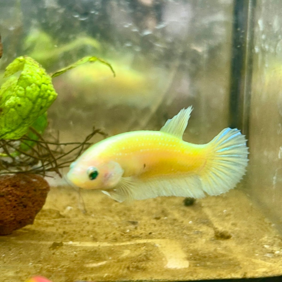 Plakat Neon Green Female Betta