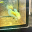 Plakat Neon Green Female Betta Female betta