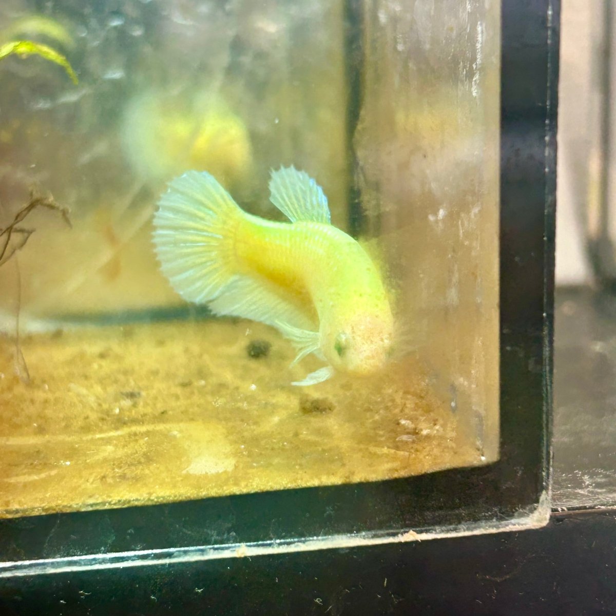 Plakat Neon Green Female Betta