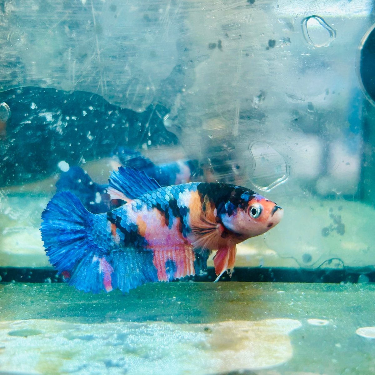Plakat Orange Candy Female Betta 060 Female betta
