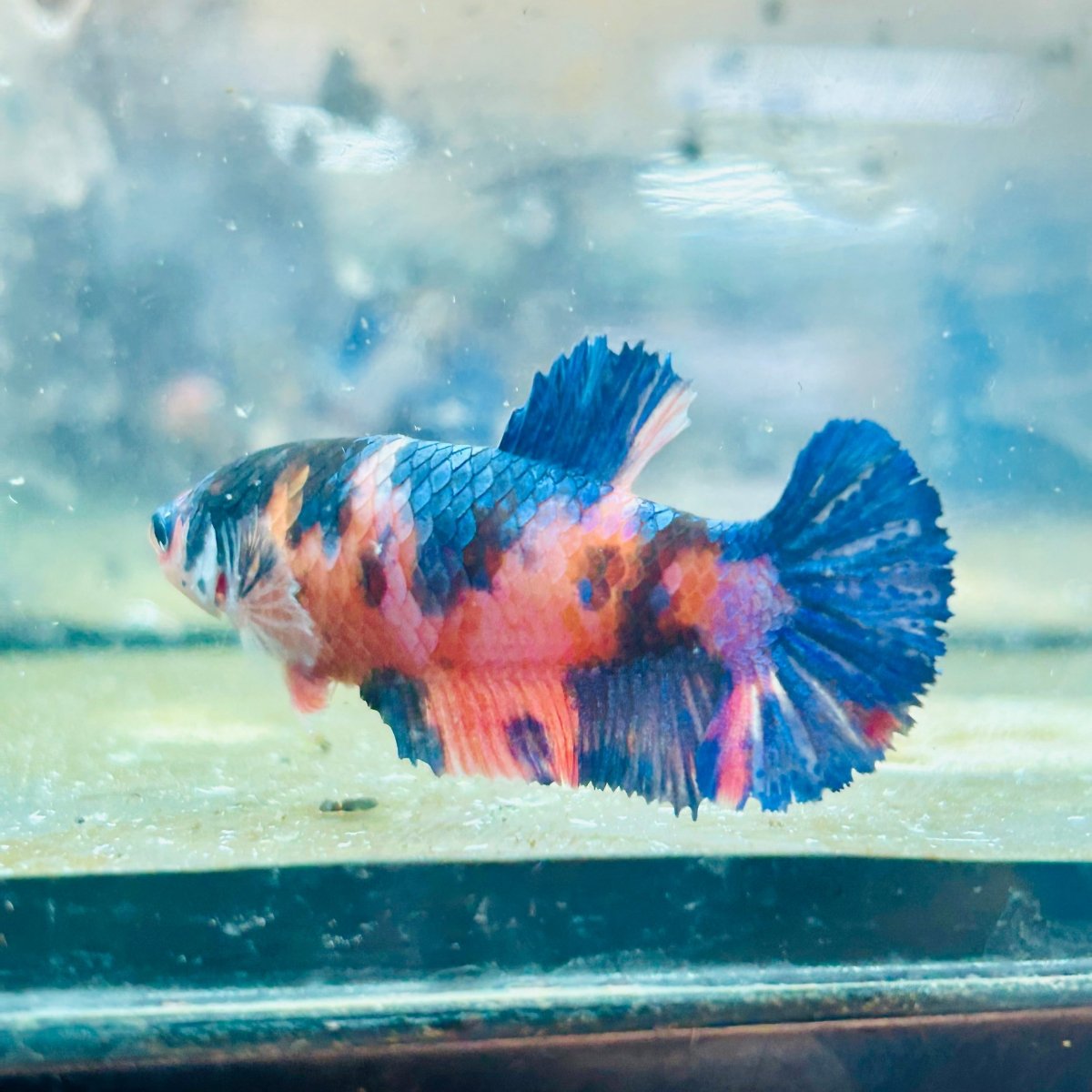 Plakat Orange Candy Female Betta 060 Female betta