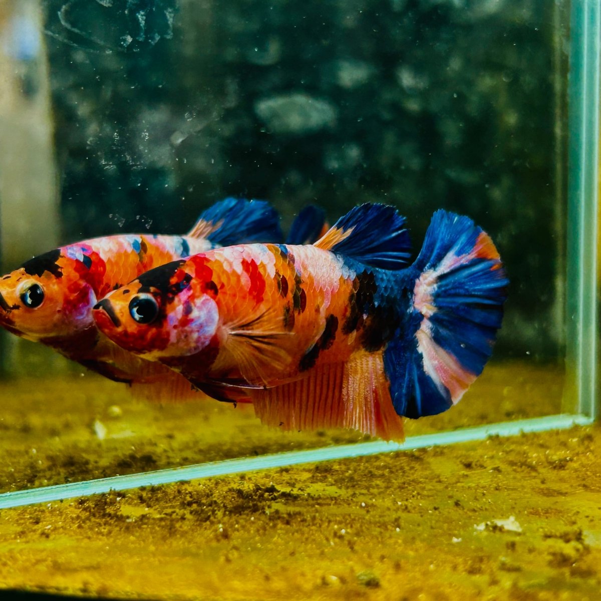 Plakat Orange Koi Candy Female Betta #M135