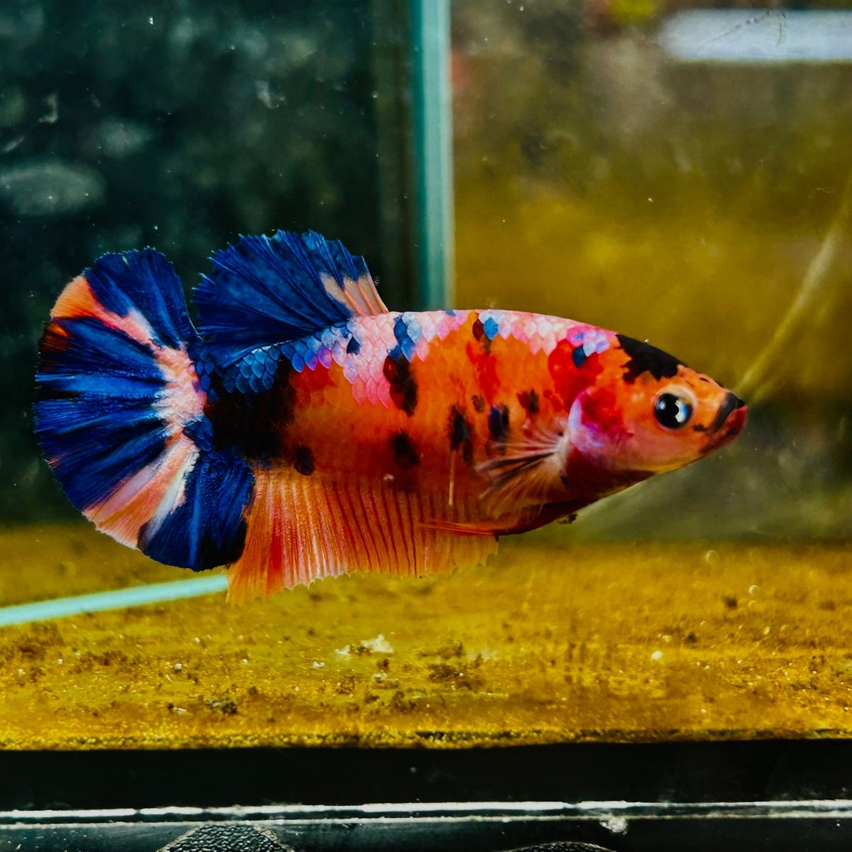 Plakat Orange Koi Candy Female Betta #M135