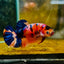 Plakat Orange Koi Candy Female Betta M135 Female betta