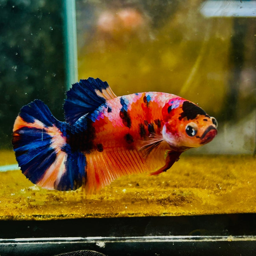 Plakat Orange Koi Candy Female Betta M135 Female betta