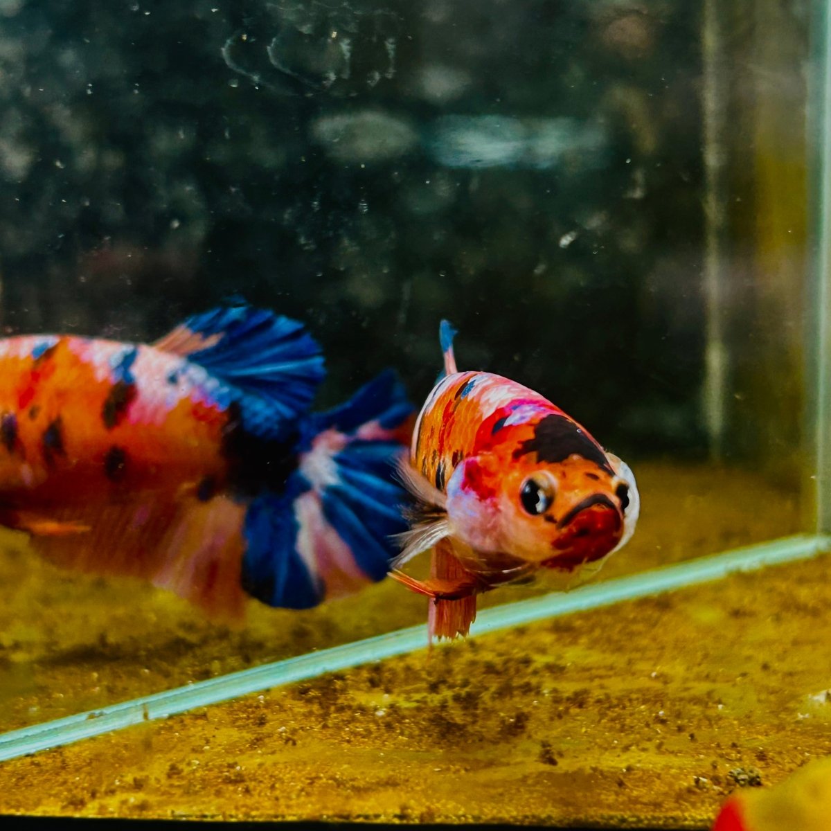 Plakat Orange Koi Candy Female Betta #M135