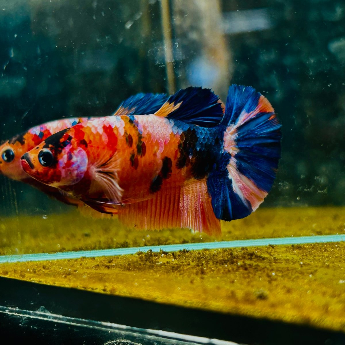 Plakat Orange Koi Candy Female Betta #M135