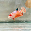 Plakat Orange Koi Female Betta 126 Female betta