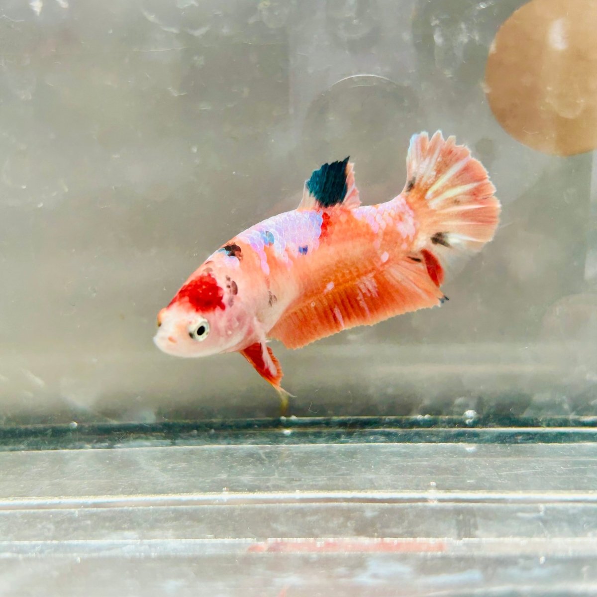 Plakat Orange Koi Female Betta #057