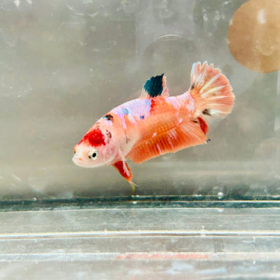 Plakat Orange Koi Female Betta 126 Female betta