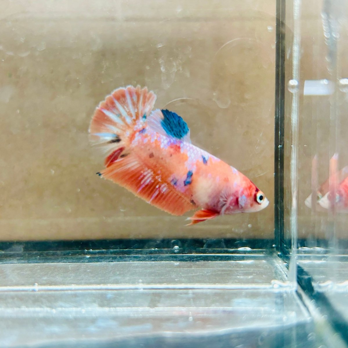 Plakat Orange Koi Female Betta #057