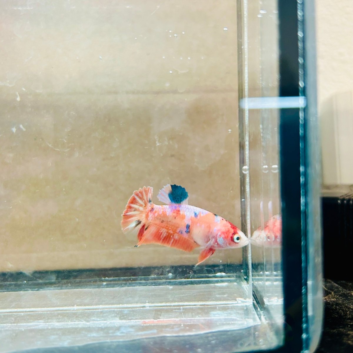 Plakat Orange Koi Female Betta #057
