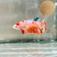 Plakat Orange Koi Female Betta 126 Female betta