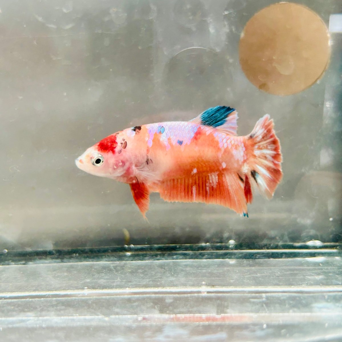 Plakat Orange Koi Female Betta #057
