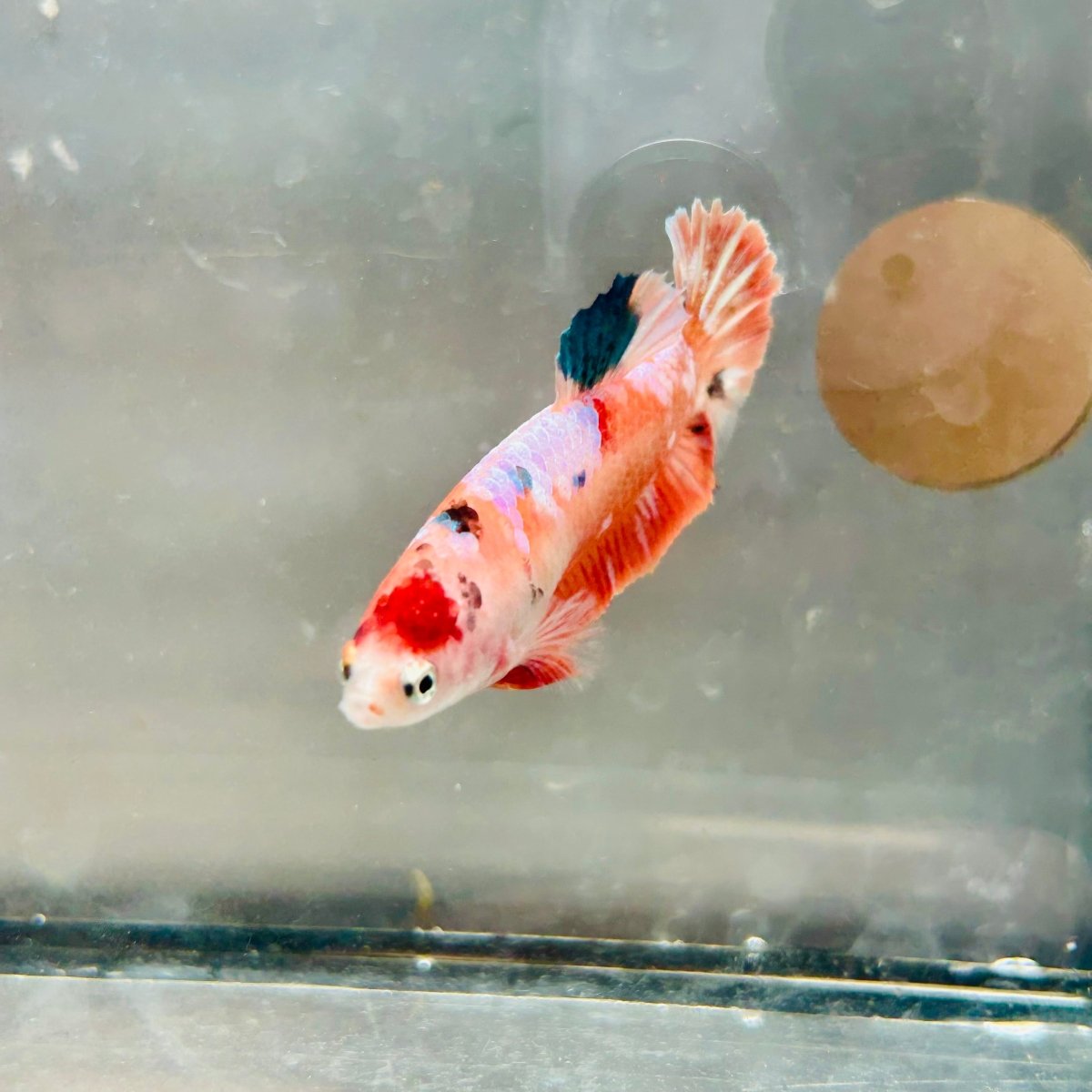 Plakat Orange Koi Female Betta #057