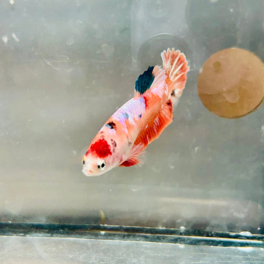Plakat Orange Koi Female Betta 126 Female betta