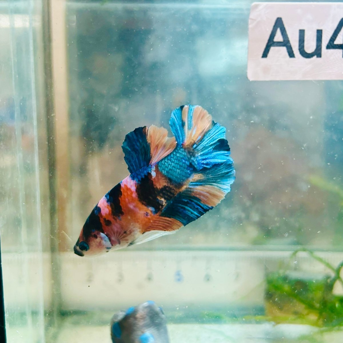 Betta macho Plakat de color cobre amarillo #Au97