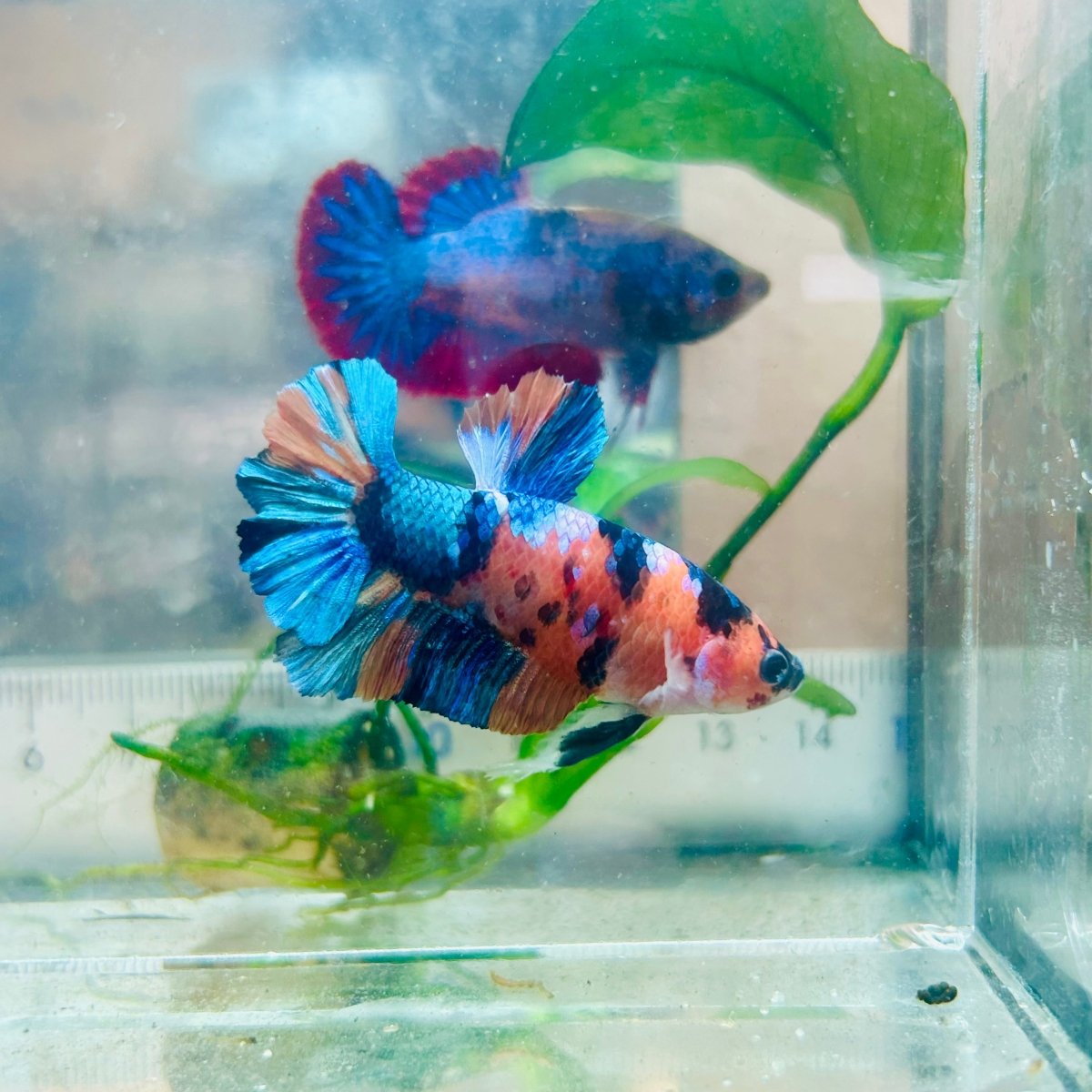 Betta macho Plakat de color cobre amarillo #Au97