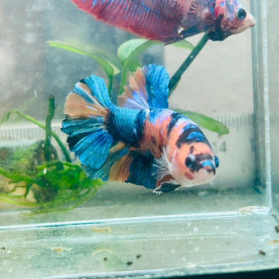 Plakat Orange Koi Male Betta Au49 Live Betta Fish Male betta