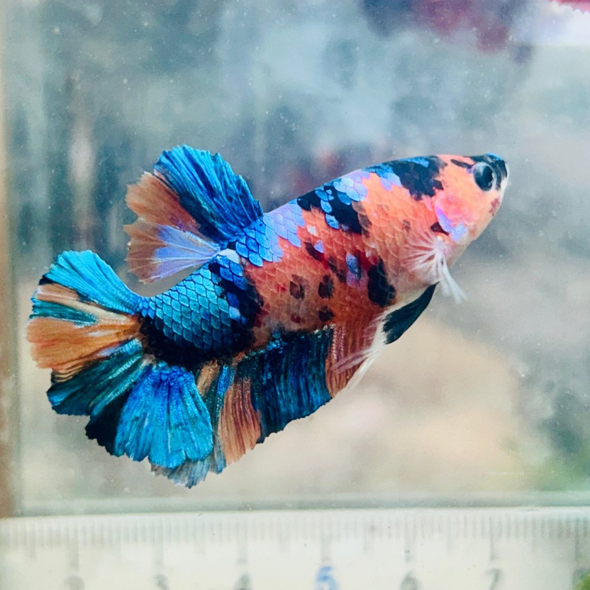 Betta macho Plakat de color cobre amarillo #Au97