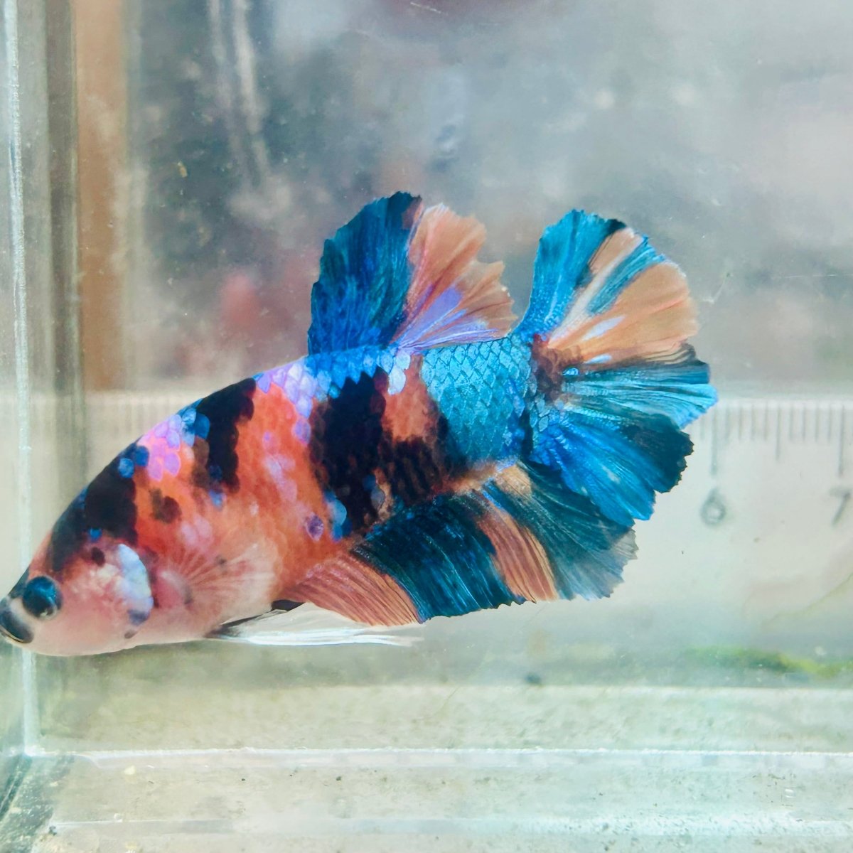 Betta macho Plakat de color cobre amarillo #Au97