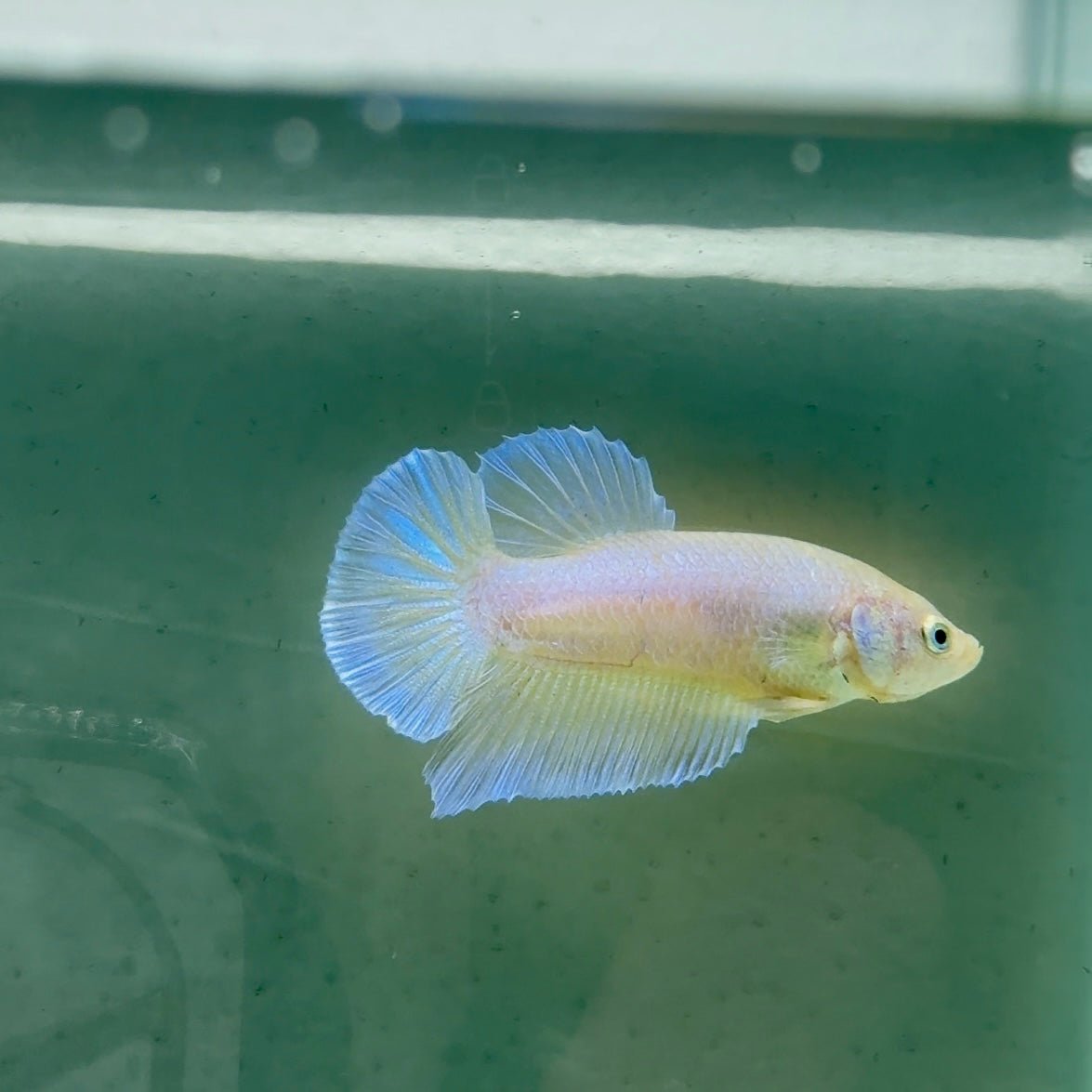 Plakat Pastel Male Betta A221