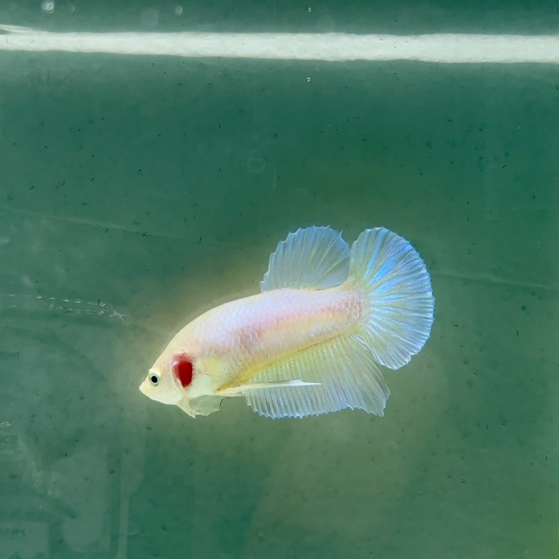 Plakat Pastel Male Betta A221