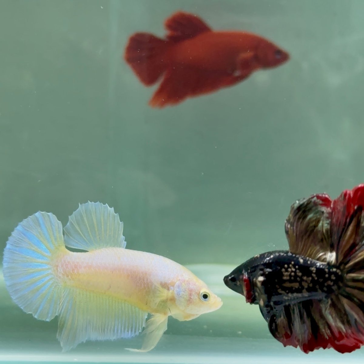 Plakat Pastel Male Betta A221