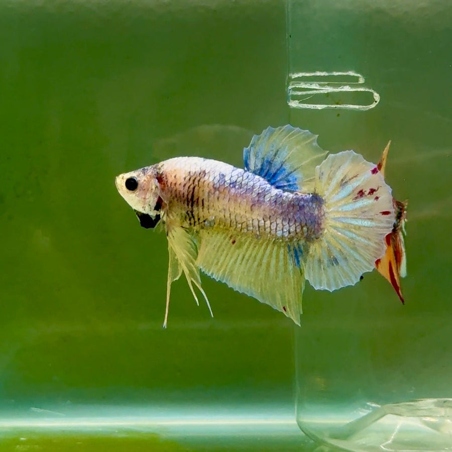 Plakat Pastel Vanda Male Betta Ju13 Live Betta Fish Male betta