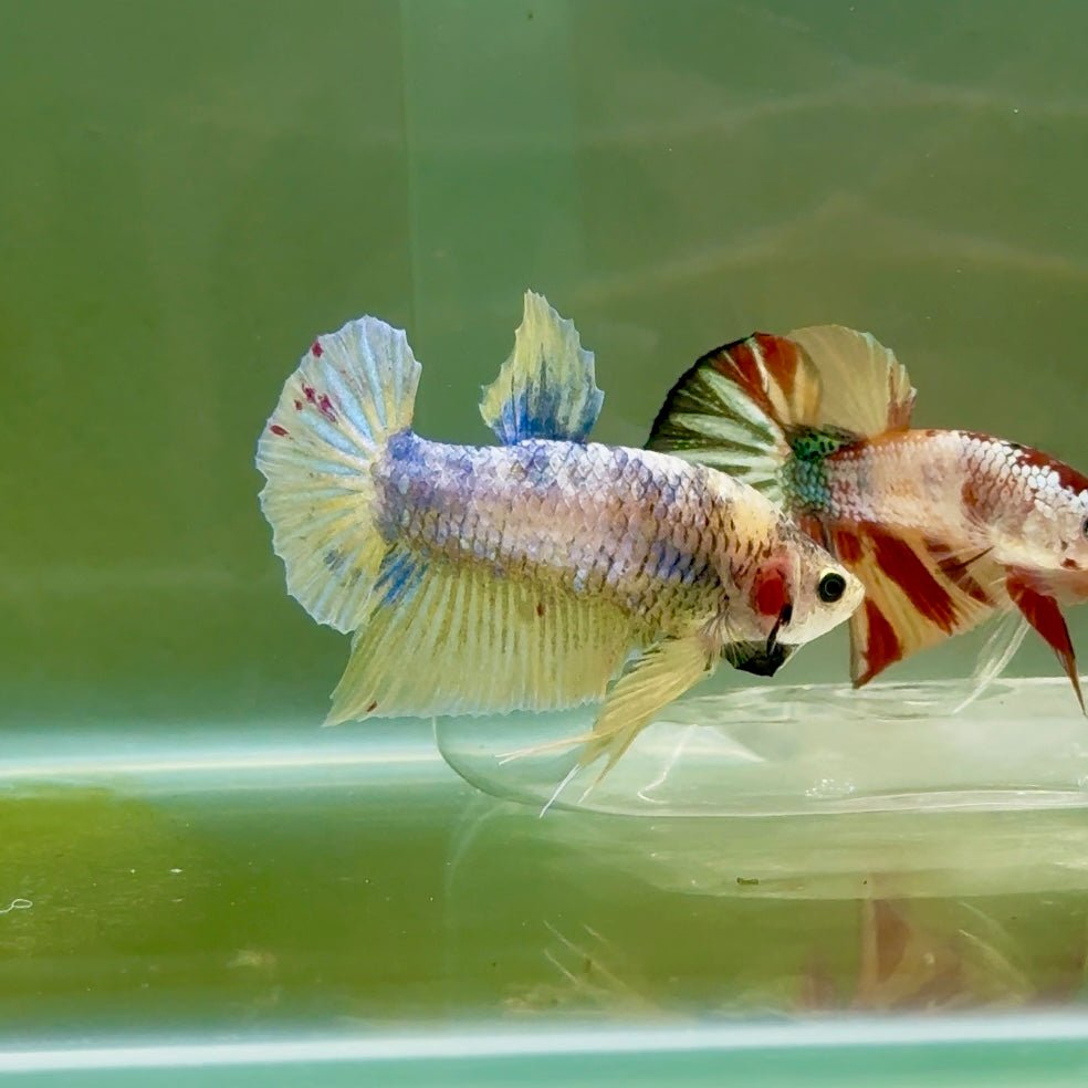 Plakat Pastel Vanda Male Betta #Ju13