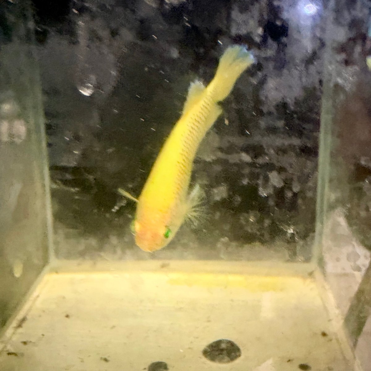 Plakat Pineapple Vanda Green Eye Female Betta #Se26