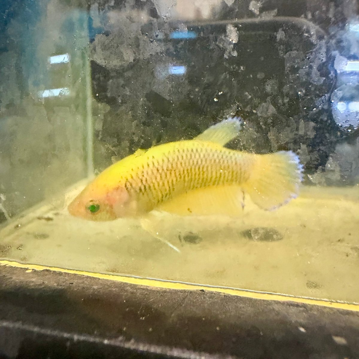 Plakat Pineapple Vanda Green Eye Female Betta #Se26