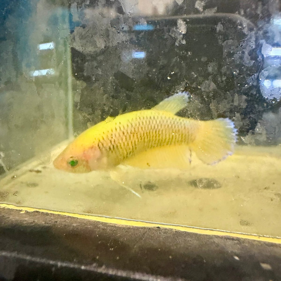 Plakat Pineapple Vanda Green Eye Female Betta #Se26 Female betta