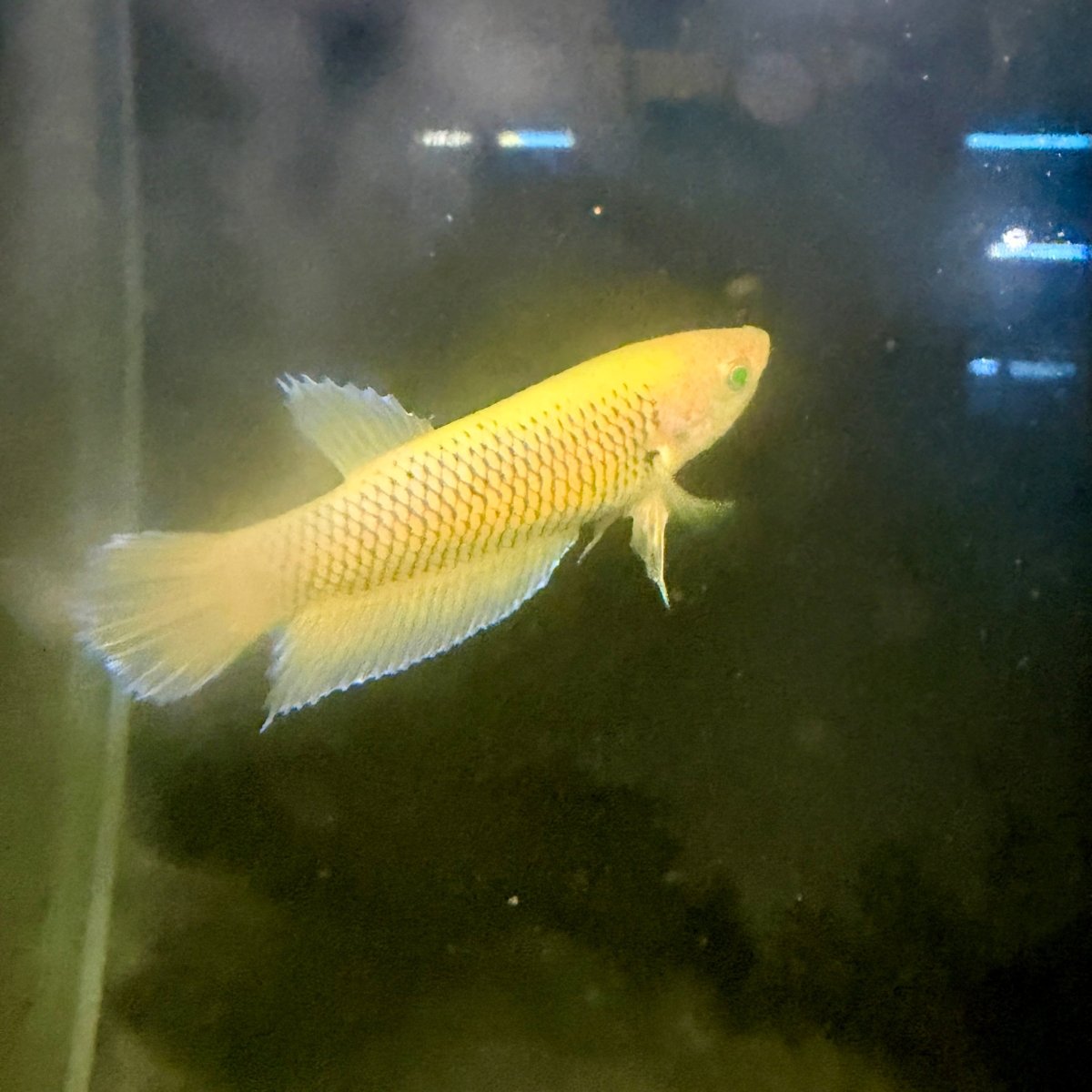 Plakat Pineapple Vanda Green Eye Female Betta #Se26