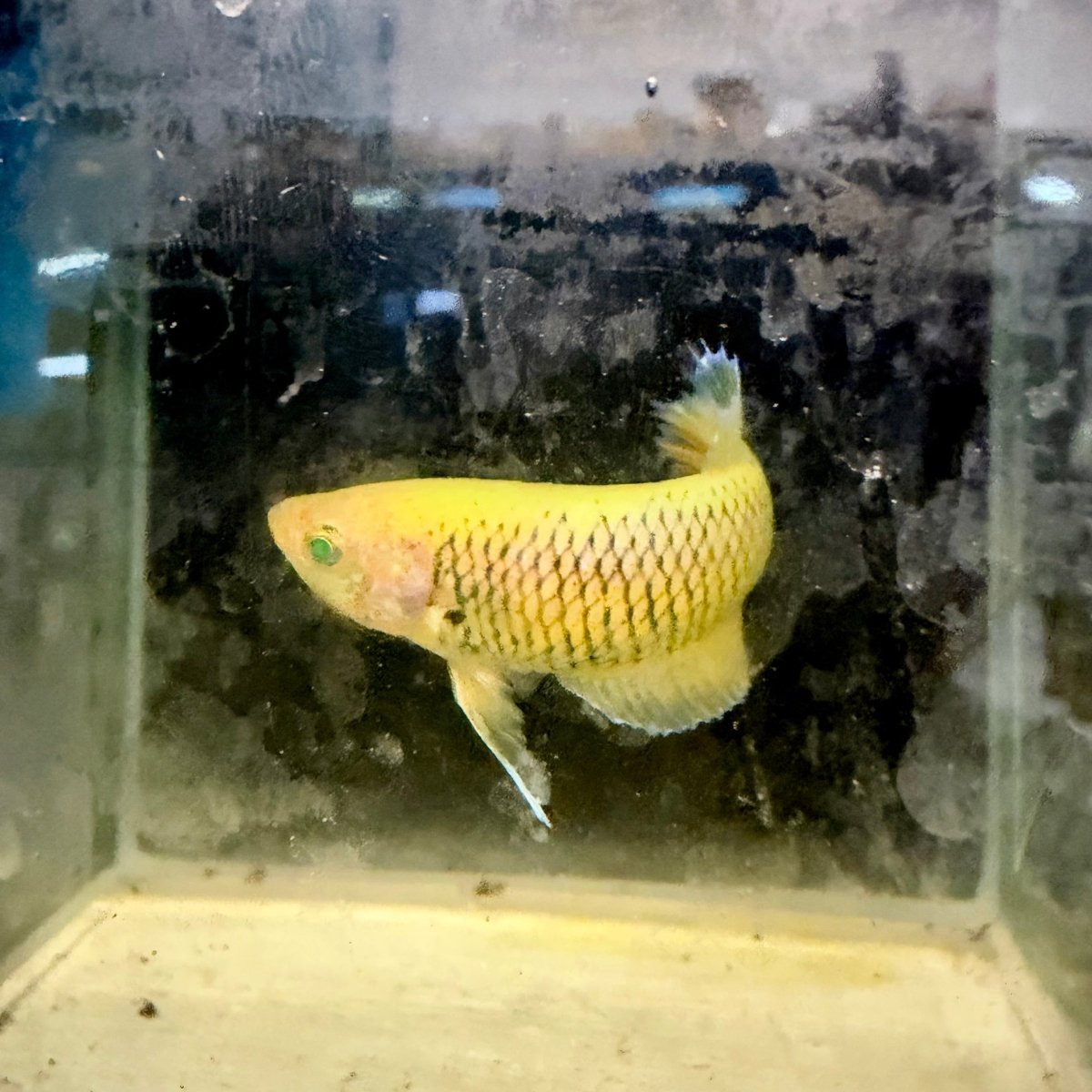 Plakat Pineapple Vanda Green Eye Female Betta #Se26